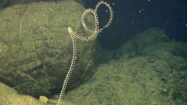 An octocoral whip coral beginning to wind into a spiral in an area of pillow lavas. Picture