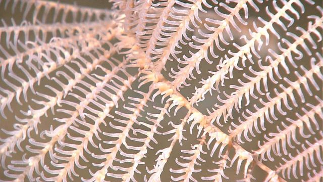 Closeup of polyps on antipatharian 