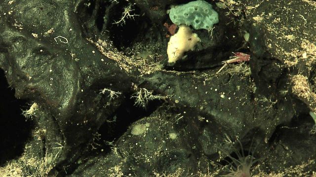 Greenish blue sponge, white sponge, small white corals, and galatheid crab Picture
