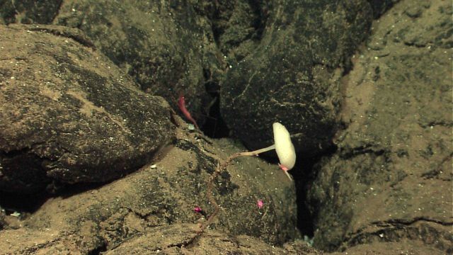 A stalked Euplectellidae glass sponge. Picture