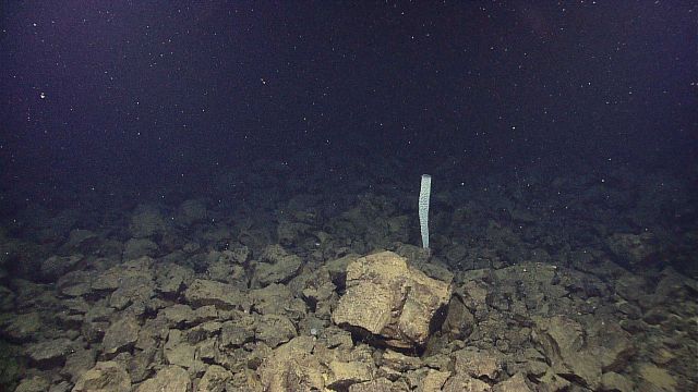 A Euplectellidae glass sponge known as Venus flower basket. Picture