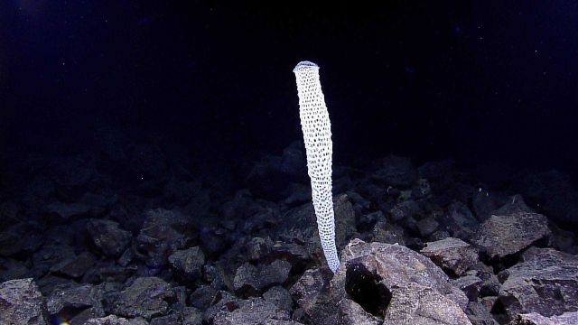 A Euplectellidae glass sponge known as Venus flower basket. Picture