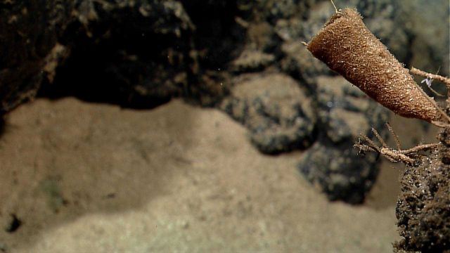 Sponge on a rock outcrop Picture