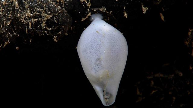 A white sponge on a rock outcrop Picture