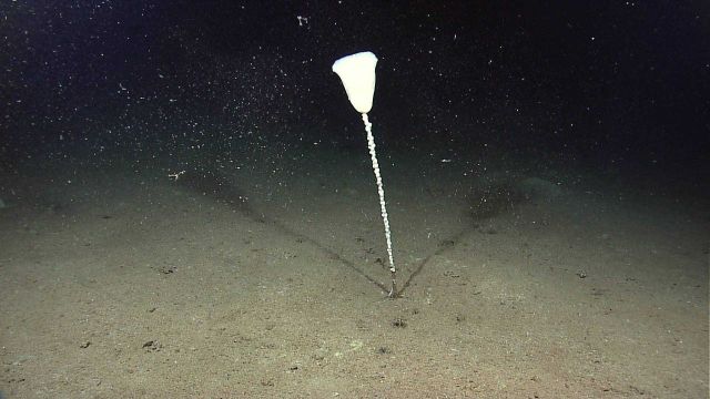 A stalked sponge on a sandy bottom Picture