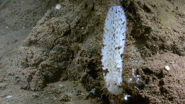 A white sponge growing from a a somewhat jumbled appearing sediment pile. Picture