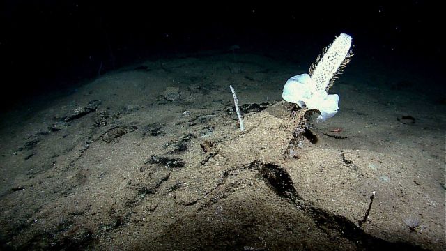 Three sponges growing on what appears to be a sediment covered rock Picture