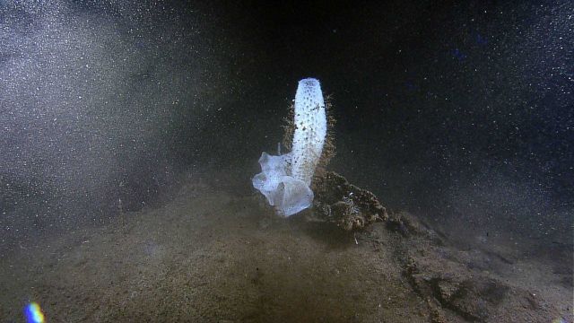 Two different species of sponges growing in close proximity Picture