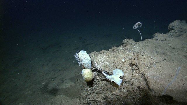 Three white sponges and a variety of corals. Picture