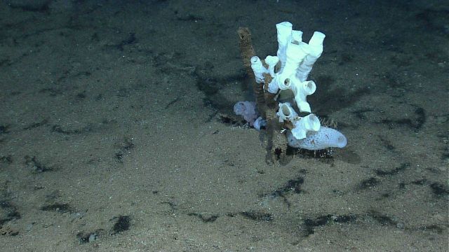 Three white sponges growing on an old dead sponge. Picture