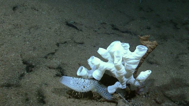 Two white sponges growing in close proximity to an old dead sponge Picture