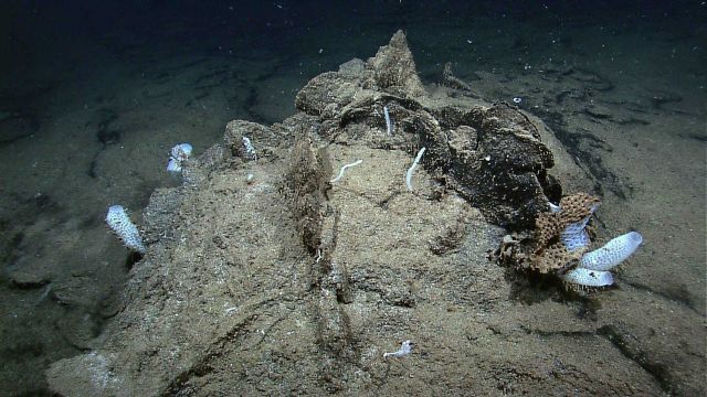 Sponges and small corals growing on a sediment draped rock Picture