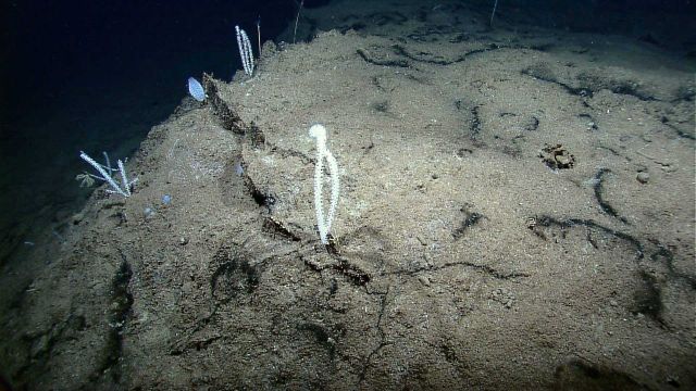 Small corals growing on a sediment draped rock. Picture