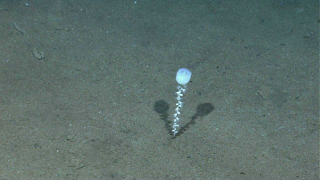 A small stalked sponge growing on a sandy bottom. Picture