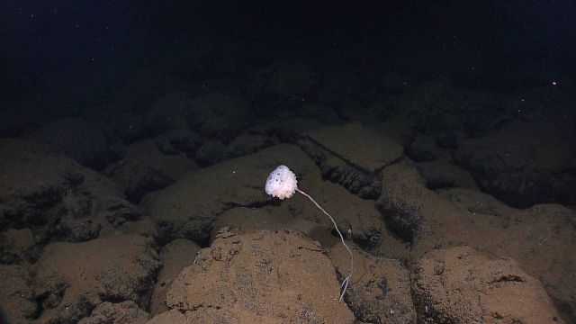 A stalked sponge growing from a rock outcrop. Picture