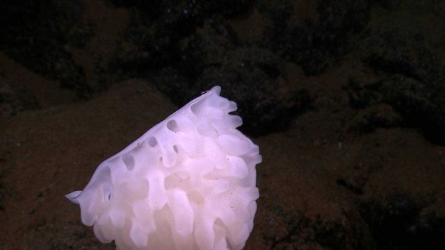 The top of the stalked sponge seen in image expl6214 Picture