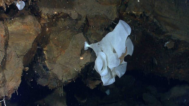 A large white sponge and a smaller conical white sponge growing from a hydrothermally altered rock outcrop. Picture