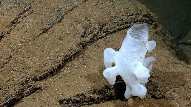 A white sponge growing on a sediment covered rock outcrop. Picture