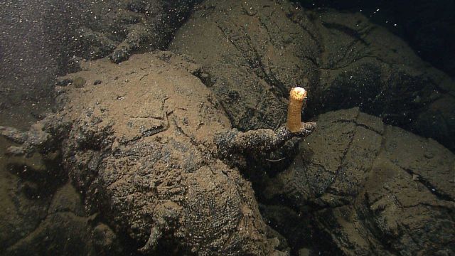 A sponge? A very thick based life form attached to a rock bottom. Picture