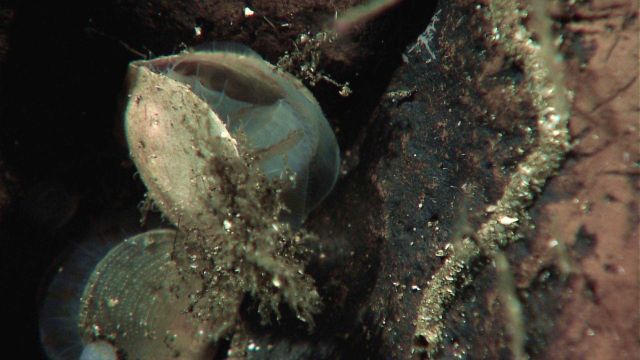 Brachiopods, a type of bivalve, attached to a rock face. Picture