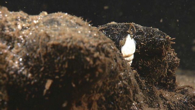A white gastropod crawling on a rock face. Picture