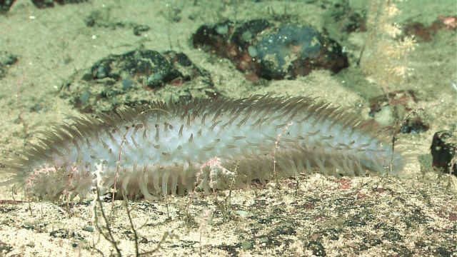 White holothurian sea cucumber feeding on sediments Picture