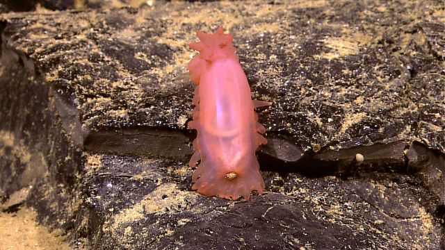 Reddish orange holothurian climbing over a rock outcrop Picture