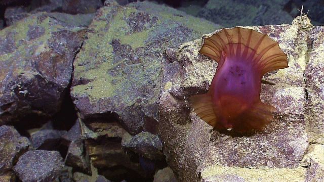 Reddish purple holothurian hovering just above a rock outcrop Picture