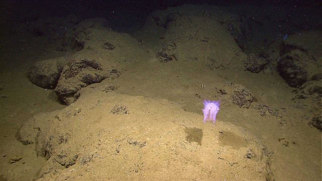 Purplish white holothurian swimming above a mud and rock outcrop bottom Picture