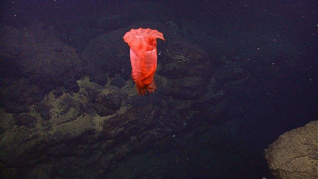 Red holothurian hovering above black lava outcrops Picture