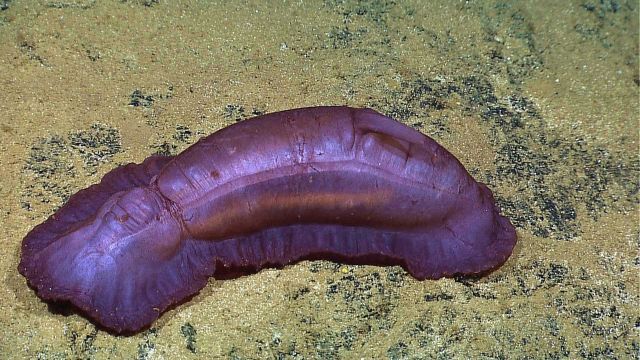 Translucent purple holothurian on seafloor Picture