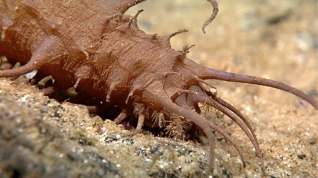 Front end of brown holothurian crawling on a sloping sandy seafloor Picture