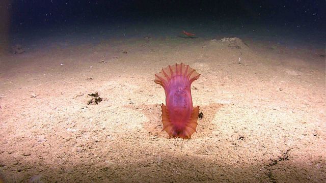 Red fan-like holothurian launching itself from a sandy seafloor Picture