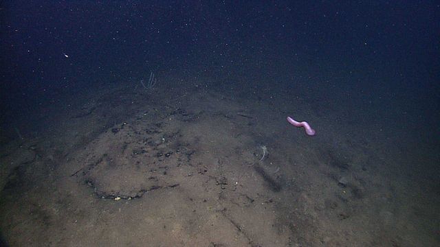 Thin white swimming holothurian over mud and sand bottom Picture