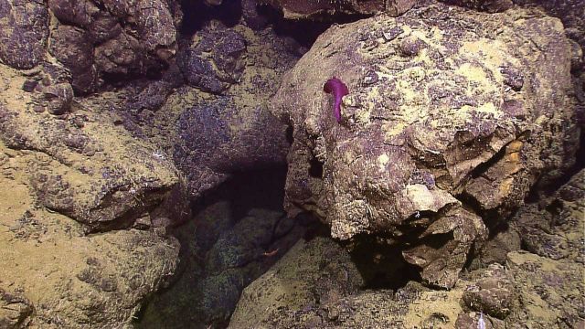 Possibly a purple acorn worm on a rock outcrop Picture