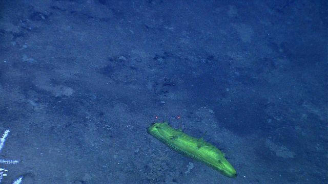 Bright yellow holothurian crawling over seafloor Picture