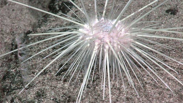 Large white sea urchin with long white spines Picture