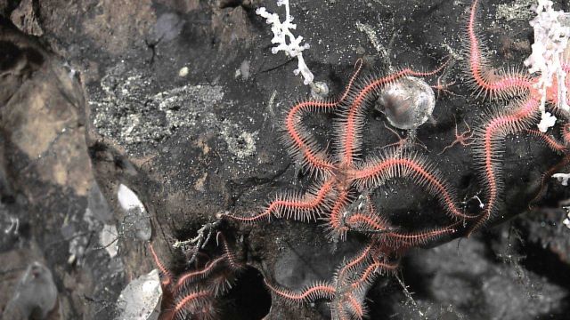 Pink brittlestars, small white corals, and a vivalve on a brownish black rock outcrop at the rim of Paramount Seamount at the 400 m shallow zone Picture
