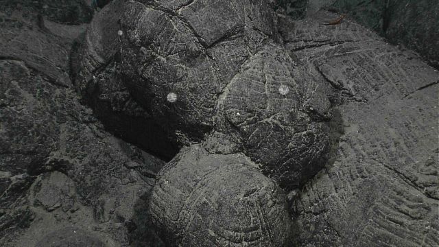 Three long-spined white urchins on fairly fresh black lava rock outcrop Picture