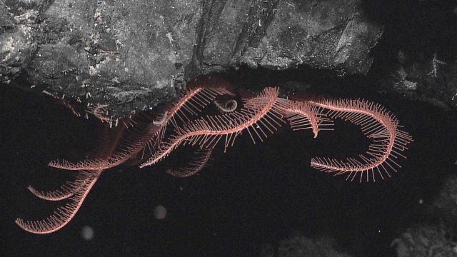 Arms of a pinkish orange brittle star. Picture