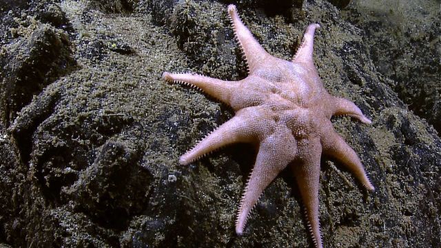 A large orange and white eight-legged starfish on a rock outcrop Picture