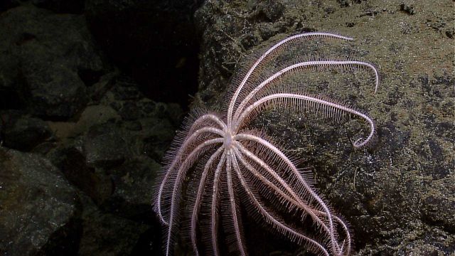 A large thirteen-legged brisingid starfish Picture