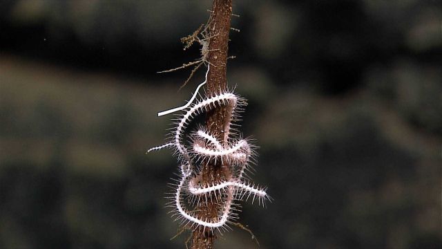 A brittle star wrapped around a coral bush Picture