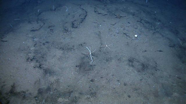 Two large brittle stars and a few small tubeworms in what might be a seep area Picture