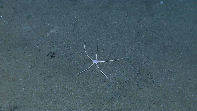 A large brittle star on a sandy seafloor Picture