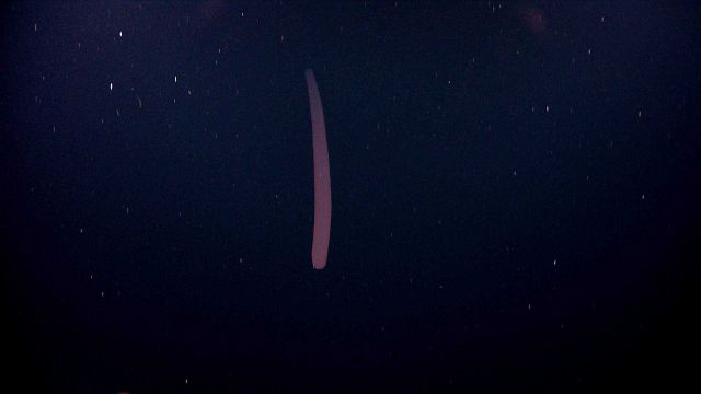 Red fish? salp? siphonophore? Picture
