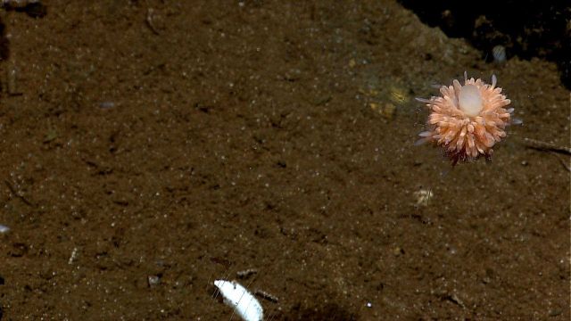 Dandelion-like siphonophore Picture