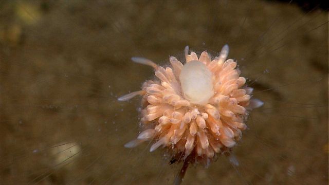 Dandelion-like siphonophore Picture