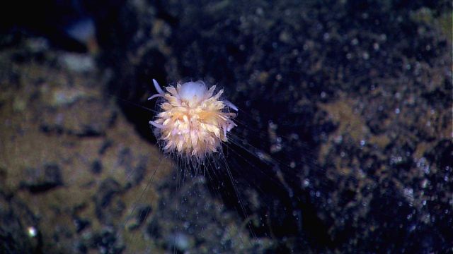 Dandelion-like siphonophore Picture