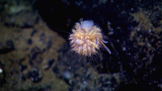 Dandelion-like siphonophore Picture